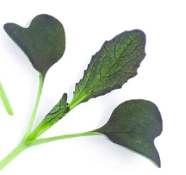 FOR A HAPPY NEW YEAR