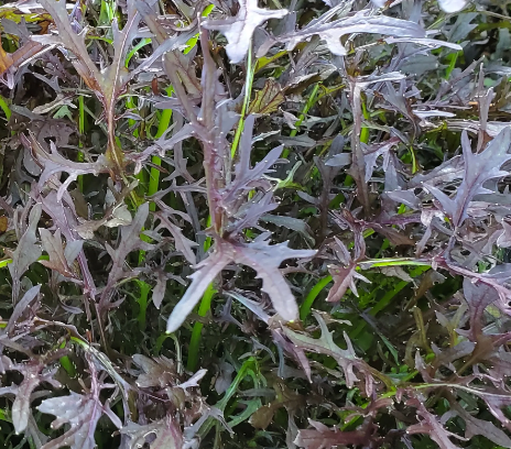 Mizuna Red Streaks