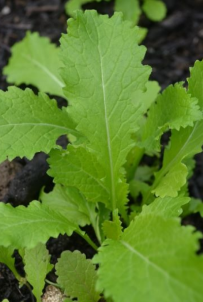Mustard Leaf Green in Snow