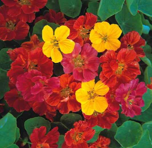 Nasturtium Jewel