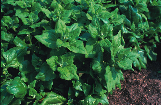 New Zealand Spinach