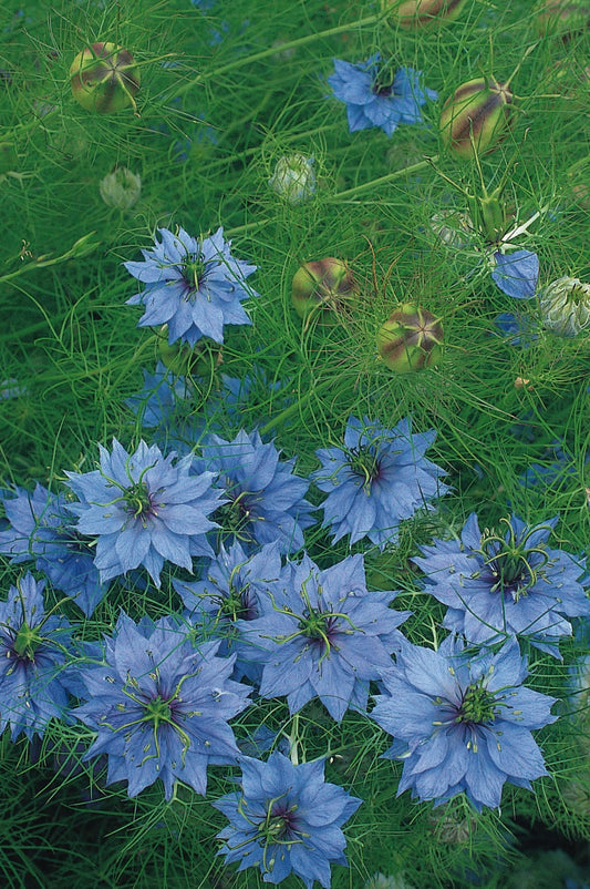 Nigella Miss Jekyll (light blue)
