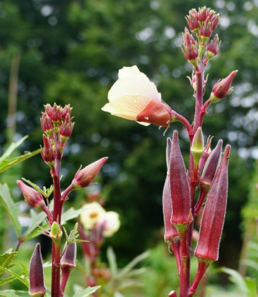 Okra Red Burgundy