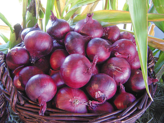 picture of Onion North Holland Blood Red Red Mate