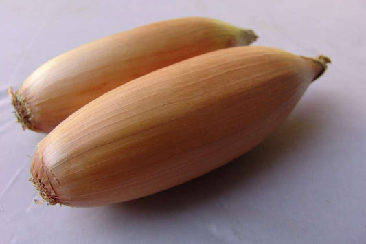 picture of Onion Tosca