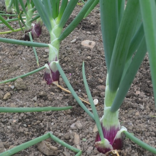 Onion Long Red Florence