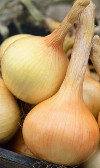 Onion Walla Walla