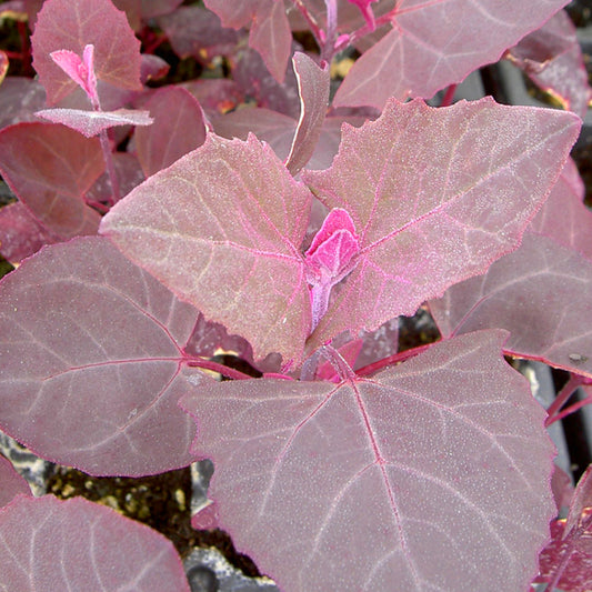 Orach Scarlet Emperor