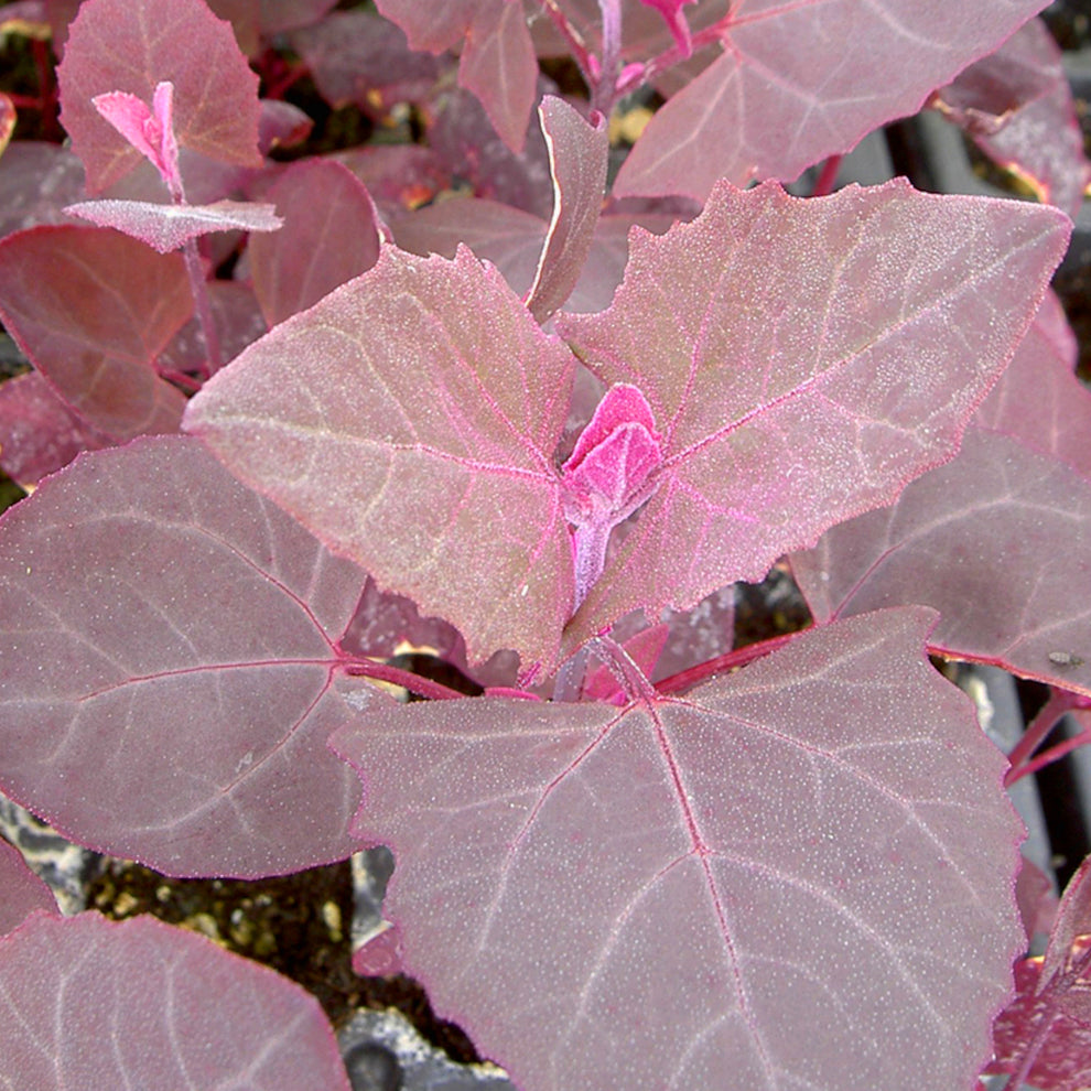 Orach Scarlet Emperor – MoreVeg Seeds