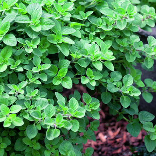 Oregano Greek