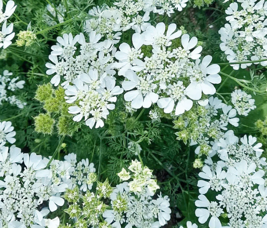 Orlaya Grandifolia