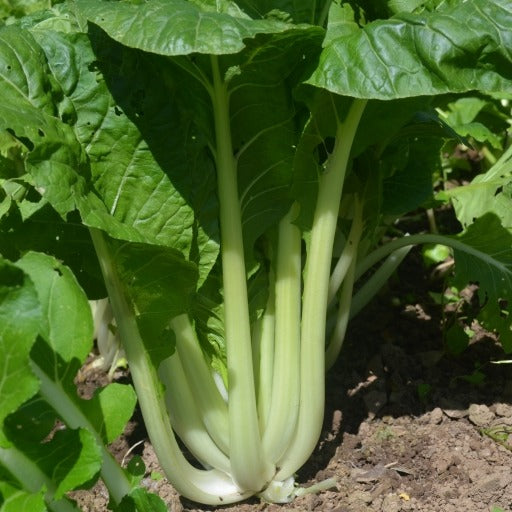 OCTOBER SOWING