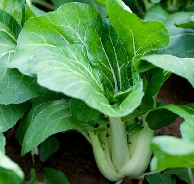 Pak Choi Joi Choi F1