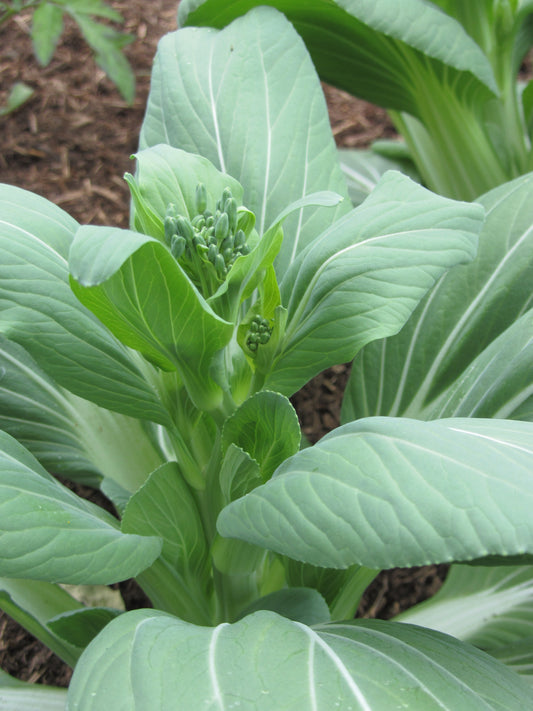 Pak Choi Yuushou F1