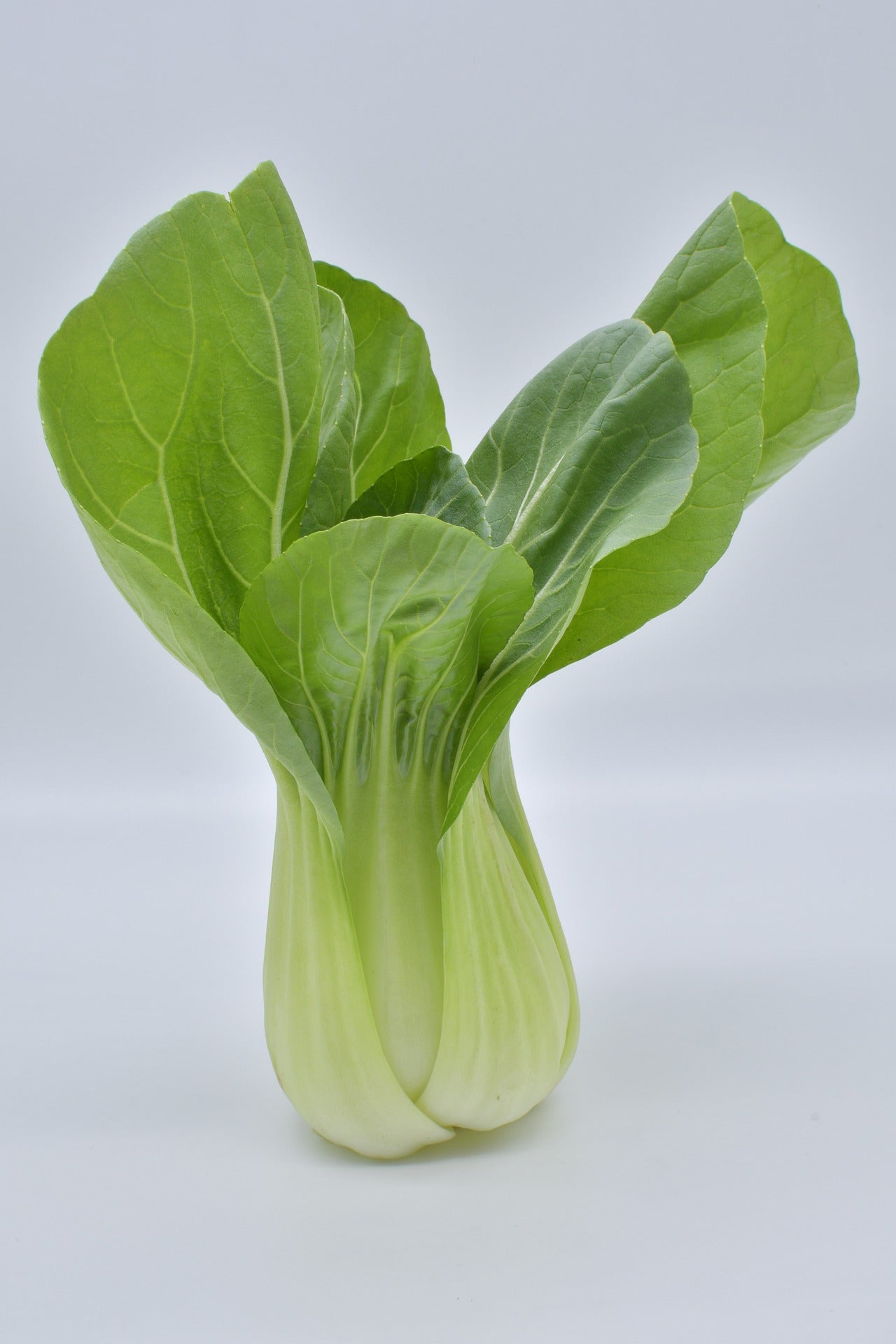 Pak Choi Summer Breeze F1