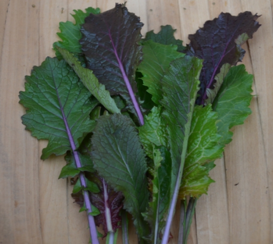 Pak Choi Vivid