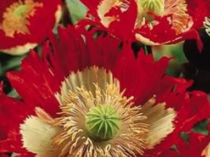 Papaver Danish Flag