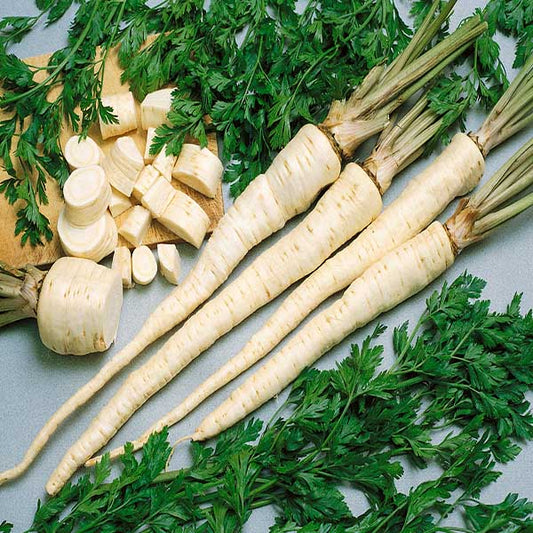 Parsley Hamburg Parsley
