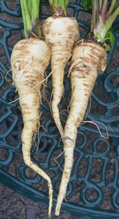 Parsnip Trio
