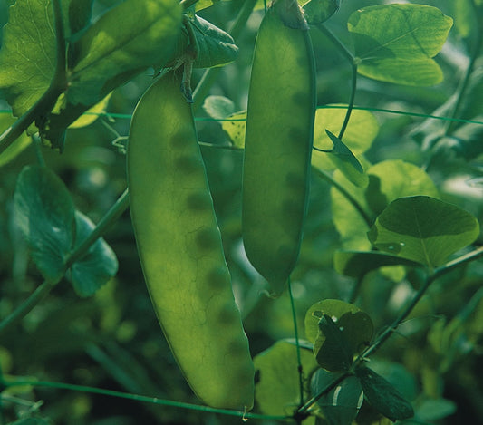 Pea Carouby de Maussane