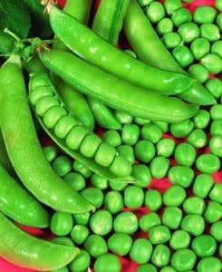 Pea Trio for Perfect Pickings