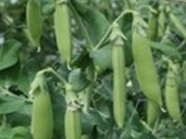 picture of Pea Lusaka (sugar snap)