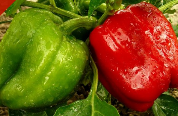 Pepper Californian Wonder