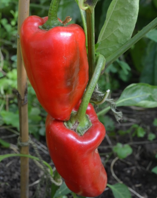 Pepper Jubilandska