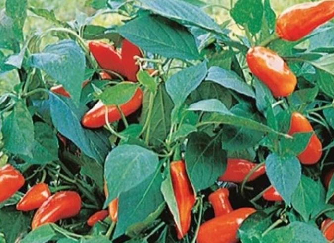 Pepper Tangerine Dream