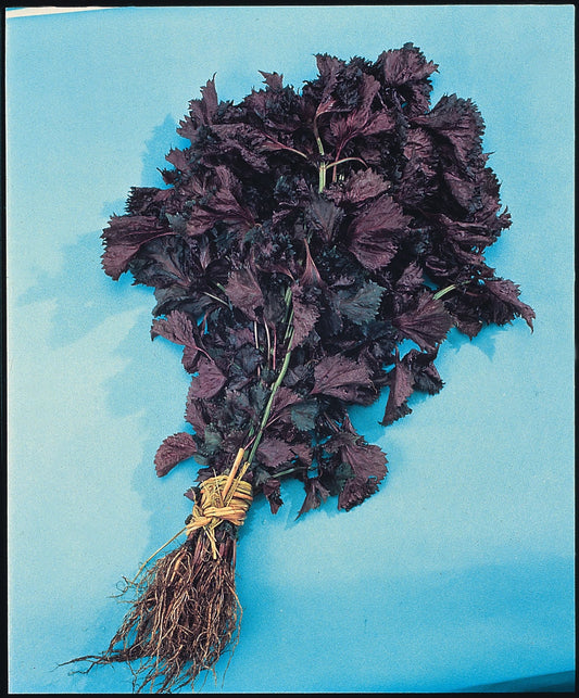 Perilla Shiso Red)