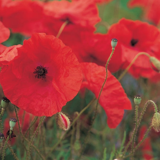 Poppy, Red Field