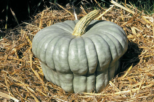 picture of Pumpkin Queensland Blue