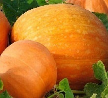 picture of Pumpkin Bambino