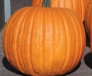 picture of Pumpkin Charisma F1
