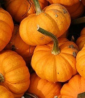 picture of Pumpkin Gold Speck F1