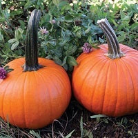 picture of Pumpkin Spitfire F1
