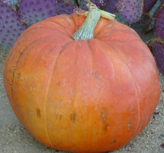 Pumpkin Big Max