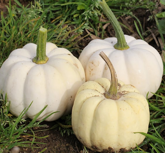 Pumpkin Casperita F1