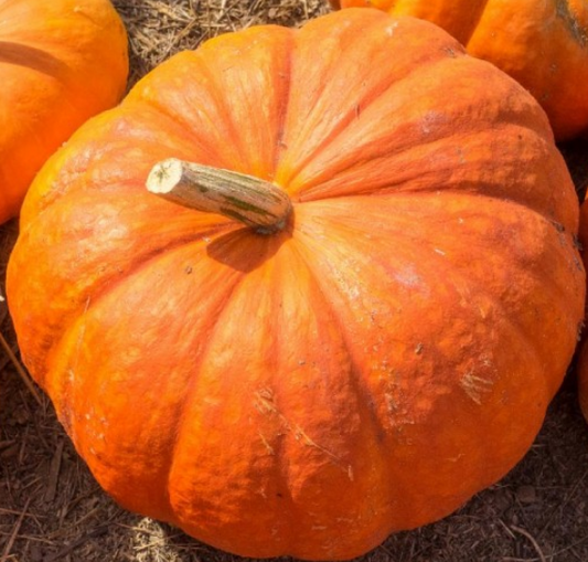 Pumpkin Cinderella