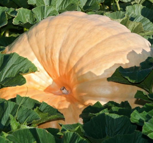 Pumpkin Dills Atlantic Giant