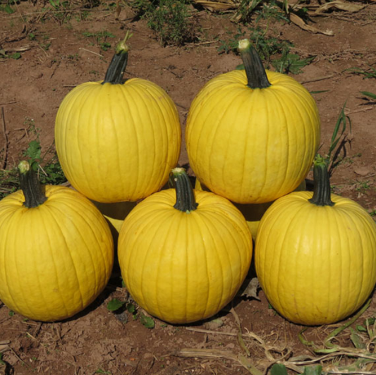 Pumpkin Mellow Yellow