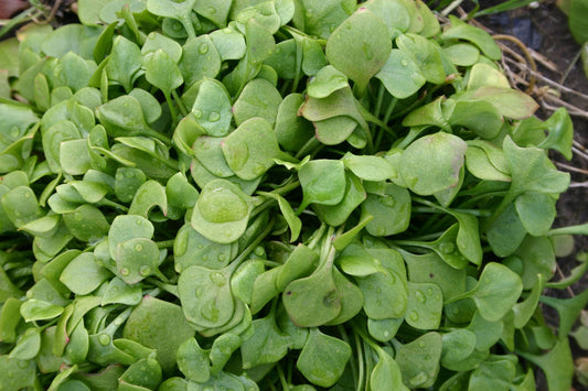 Winter Purslane