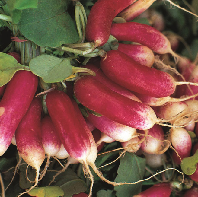 Radish French Breakfast