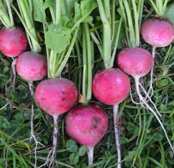 SEPTEMBER SOWING COLLECTION