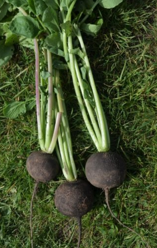 Radish Black Spanish Round