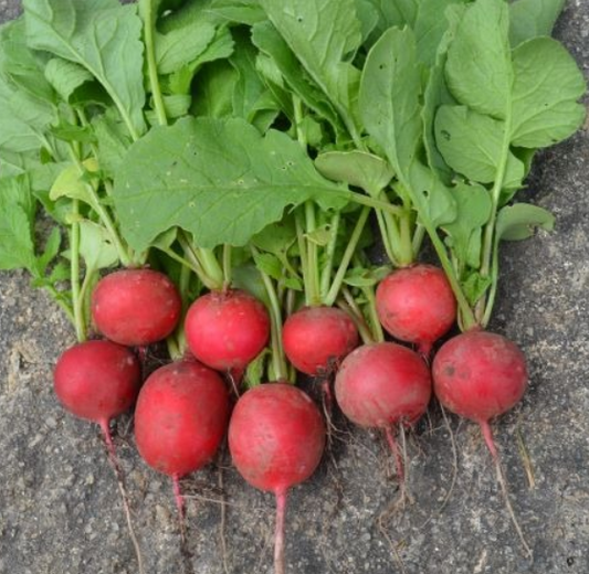 Radish Cherry Belle