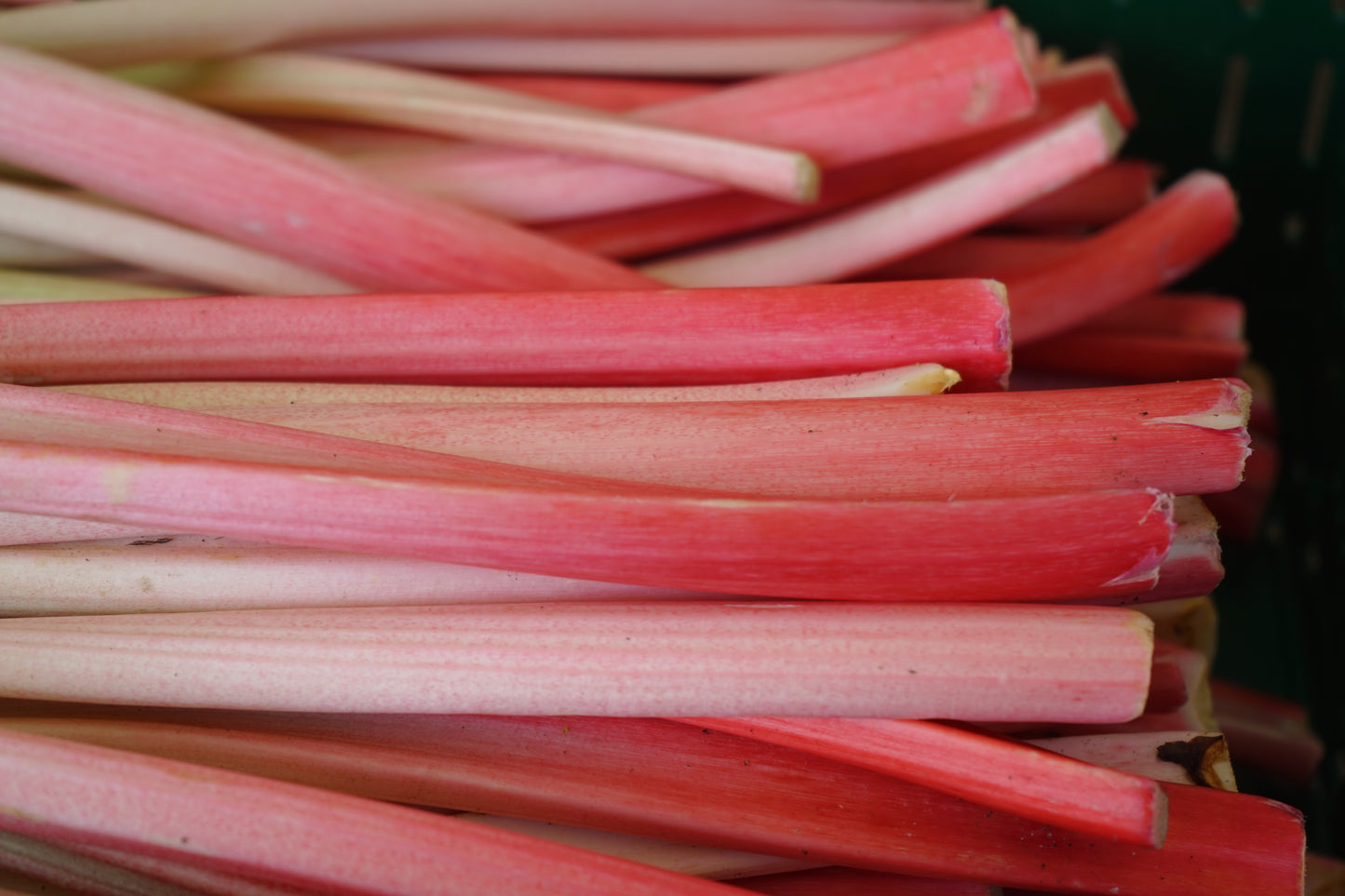 Rhubarb Glaskins Perpetual