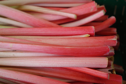 Rhubarb Glaskins Perpetual