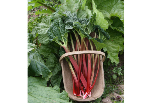Rhubarb Victoria