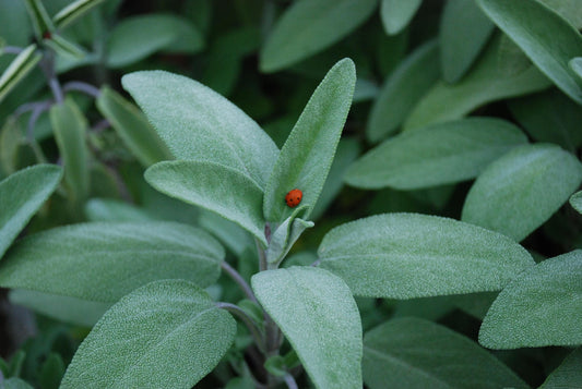 Sage